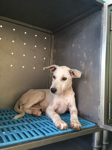 Cheeky - Mixed Breed Dog