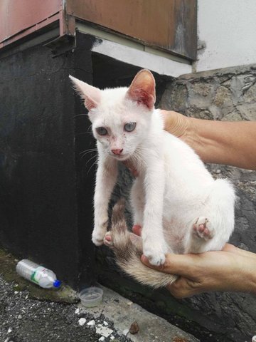 Siamese Mix Kitten - Siamese Cat