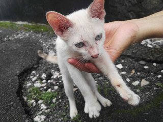 Siamese Mix Kitten - Siamese Cat