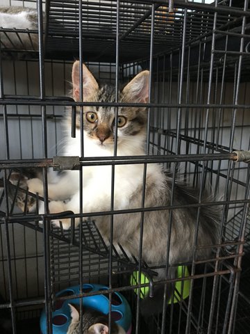 Tia  - Domestic Short Hair Cat