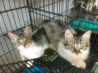 Tia  - Domestic Short Hair Cat