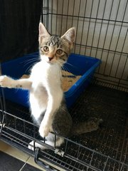 Tia  - Domestic Short Hair Cat
