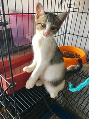 Tia  - Domestic Short Hair Cat