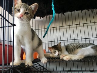 Tia  - Domestic Short Hair Cat