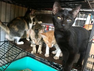 Luna - Domestic Short Hair Cat