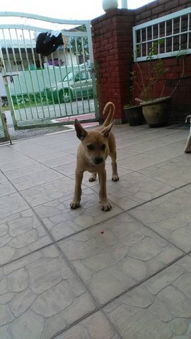 Brownie - Mixed Breed Dog