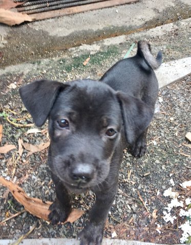 Cherry N Berry - Labrador Retriever Dog