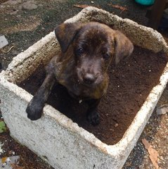 Cherry N Berry - Labrador Retriever Dog