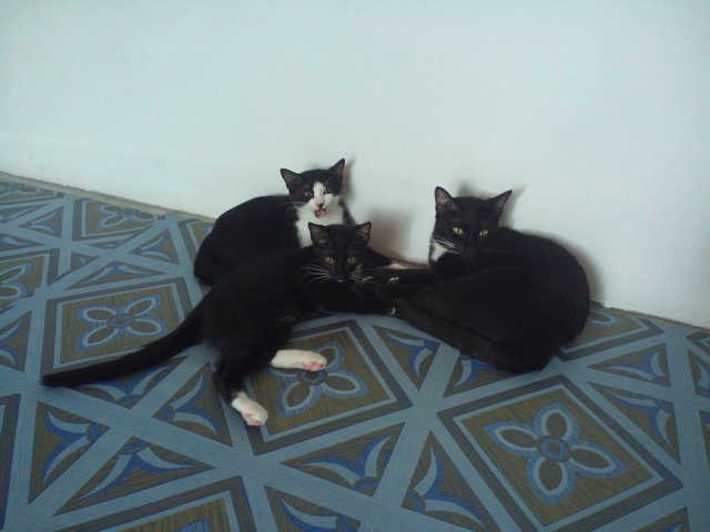 Hitam,cipot,milah - Oriental Short Hair Cat