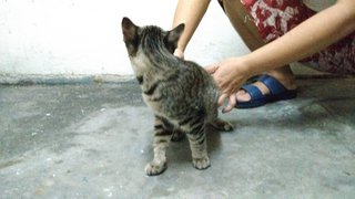 Cutie - Domestic Short Hair Cat