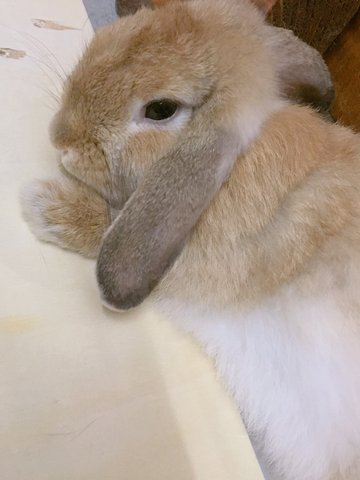 Miss T - Holland Lop Rabbit