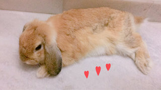 Miss T - Holland Lop Rabbit