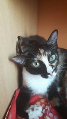 Leo - Calico Cat