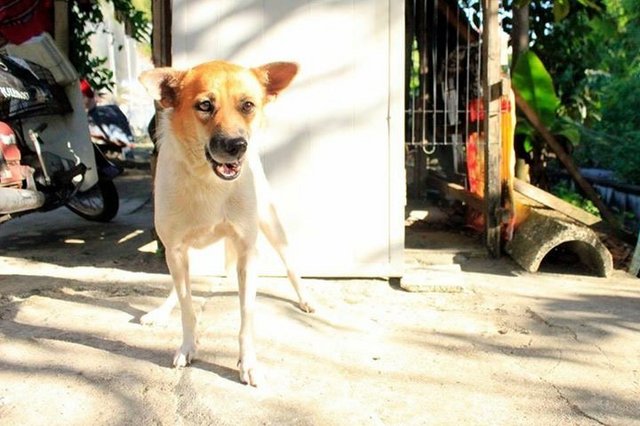 Estee - Mixed Breed Dog