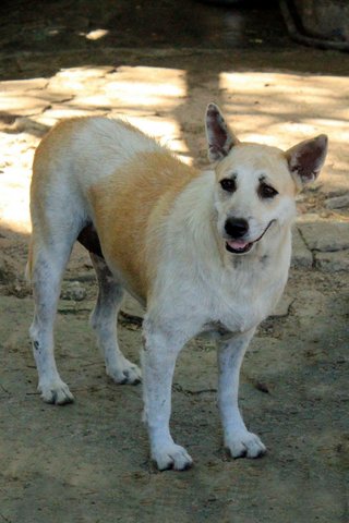 Minny - Mixed Breed Dog