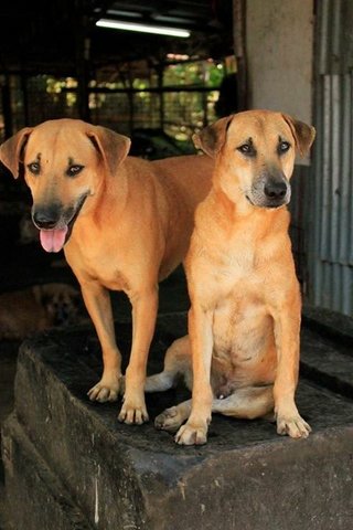 Tai Fei &amp; Sai Fei - Mixed Breed Dog