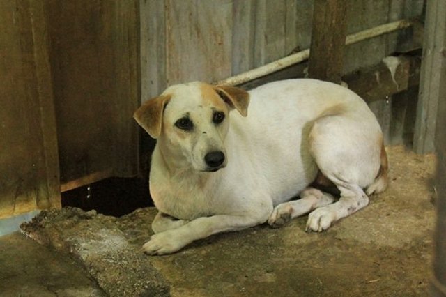 Sayuri - Mixed Breed Dog