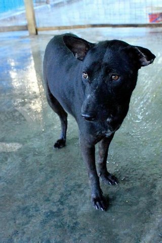 Mee Ho - Mixed Breed Dog