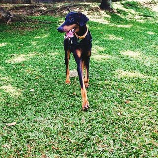 Kyra - Doberman Pinscher Dog