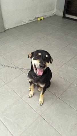 2 Male Dogs - Mixed Breed Dog