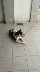 2 Male Dogs - Mixed Breed Dog