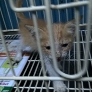 Ginger kitten-1 month, sore eyes, diarrhea, swollen anus