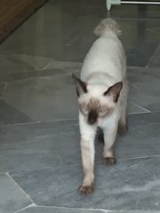 Meow - Siamese Cat