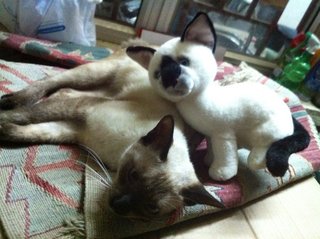 Meow - Siamese Cat