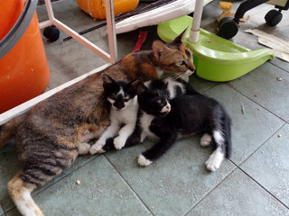 Kepong Kitties - Domestic Short Hair Cat