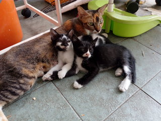 Kepong Kitties - Domestic Short Hair Cat