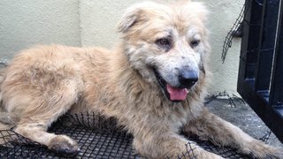 PF82745 - Labrador Retriever Mix Dog