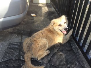 PF82745 - Labrador Retriever Mix Dog