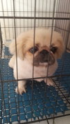 Nono - Pekingese Dog