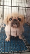 Mei - Pekingese Dog