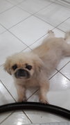 Mei - Pekingese Dog