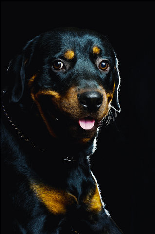 Simba - Rottweiler Dog