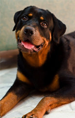 Simba - Rottweiler Dog