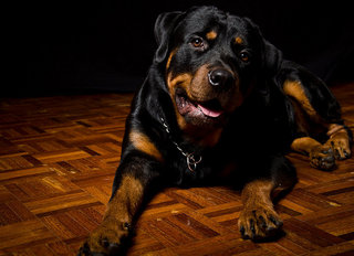 Simba - Rottweiler Dog