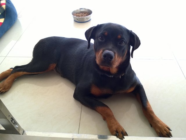 Coco - Rottweiler Dog