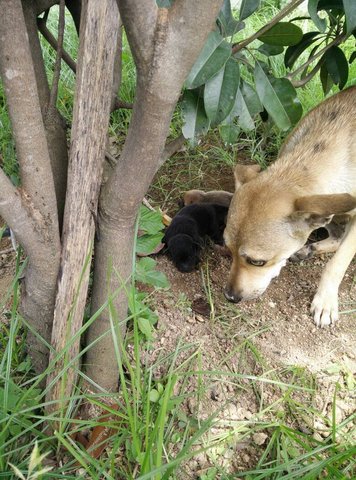 1 Month Old Puppies - Mixed Breed Dog