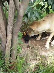 1 Month Old Puppies - Mixed Breed Dog