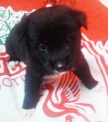 Black female pup