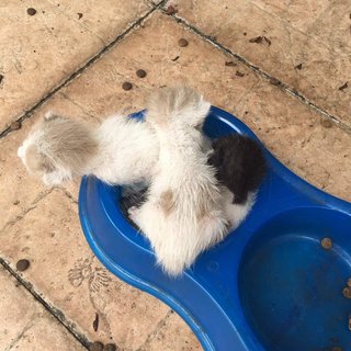 The Fluffball Trio - Domestic Short Hair Cat