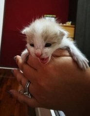 The Fluffball Trio - Domestic Short Hair Cat