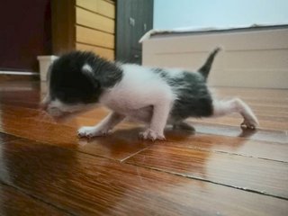 The Fluffball Trio - Domestic Short Hair Cat