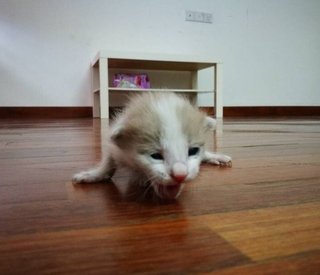 The Fluffball Trio - Domestic Short Hair Cat