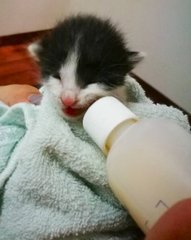 The Fluffball Trio - Domestic Short Hair Cat