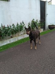 Lady - Mixed Breed Dog