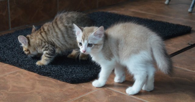 Cutey Kitties - Domestic Short Hair Cat