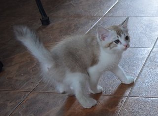 Cutey Kitties - Domestic Short Hair Cat